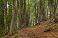 Trail in a mountain beech forest