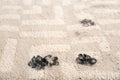 Trail of muddy paw prints on carpet