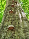 A trail of mushrooms on a tree Royalty Free Stock Photo