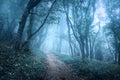 Trail through a mysterious dark forest in fog Royalty Free Stock Photo