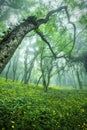 Trail through a mysterious dark forest in fog Royalty Free Stock Photo