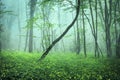 Trail through a mysterious dark forest in fog Royalty Free Stock Photo