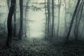 Trail through a mysterious dark forest in fog with green leaves. Royalty Free Stock Photo