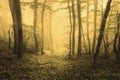Trail through a mysterious dark forest in spring Royalty Free Stock Photo