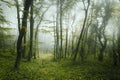 Trail through a mysterious dark forest in spring Royalty Free Stock Photo