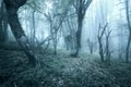 Trail through a mysterious dark forest in spring Royalty Free Stock Photo