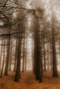 Trail through a mysterious dark old forest in fog. Autumn morning in Crimea. Magical atmosphere. Fairytale Royalty Free Stock Photo