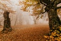 Trail through a mysterious dark old forest in fog. Autumn morning in Crimea. Magical atmosphere. Fairytale Royalty Free Stock Photo