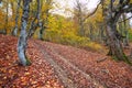 Trail through a mysterious dark old forest in fog. Autumn morning in Crimea. Magical atmosphere. Fairytale Royalty Free Stock Photo