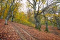 Trail through a mysterious dark old forest in fog. Autumn morning in Crimea. Magical atmosphere. Fairytale Royalty Free Stock Photo