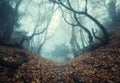 Trail through a mysterious dark old forest in fog. Autumn