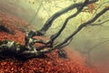 Trail through a mysterious dark old forest in fog. Autumn Royalty Free Stock Photo