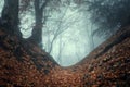 Trail through a mysterious dark old forest in fog. Autumn Royalty Free Stock Photo