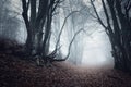 Trail through a mysterious dark old forest in fog. Autumn Royalty Free Stock Photo