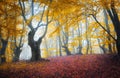 Trail through a mysterious dark old forest in fog. Autumn Royalty Free Stock Photo