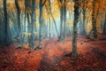 Trail through a mysterious dark old forest in fog. Autumn