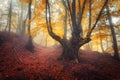 Trail through a mysterious dark old forest in fog. Autumn Royalty Free Stock Photo