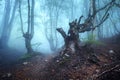 Trail through a mysterious dark old forest in fog. Autumn