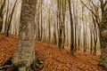 Trail through a mysterious dark old forest in fog. Autumn morning in Crimea. Magical atmosphere. Fairytale Royalty Free Stock Photo