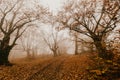 Trail through a mysterious dark old forest in fog. Autumn morning in Crimea. Magical atmosphere. Fairytale Royalty Free Stock Photo