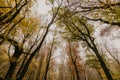 Trail through a mysterious dark old forest in fog. Autumn morning in Crimea. Magical atmosphere. Fairytale Royalty Free Stock Photo