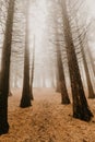 Trail through a mysterious dark old forest in fog. Autumn morning in Crimea. Magical atmosphere. Fairytale Royalty Free Stock Photo