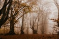 Trail through a mysterious dark old forest in fog. Autumn morning in Crimea. Magical atmosphere. Fairytale Royalty Free Stock Photo