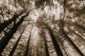 Trail through a mysterious dark old forest in fog. Autumn morning in Crimea. Magical atmosphere. Fairytale Royalty Free Stock Photo