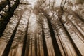 Trail through a mysterious dark old forest in fog. Autumn morning in Crimea. Magical atmosphere. Fairytale Royalty Free Stock Photo