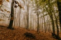 Trail through a mysterious dark old forest in fog. Autumn morning i.. Magical atmosphere. Fairytale. Royalty Free Stock Photo