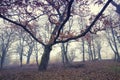 Trail through a mysterious dark old forest in fog. Autumn morning Royalty Free Stock Photo