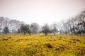 Trail through a mysterious dark old forest in fog. Autumn morning Royalty Free Stock Photo