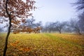 Trail through a mysterious dark old forest in fog. Autumn morning Royalty Free Stock Photo