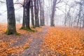 Trail through a mysterious dark old forest in fog. Autumn morning Royalty Free Stock Photo