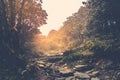 Trail through a mysterious forest