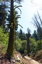 Trail near Bogus Basin, Idaho