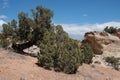 Tree adapted to tough high desert conditions in the the Colorado National Monument