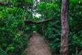 Trail in New Zealand forest near Auckland Royalty Free Stock Photo