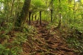 Trail in the New Zealand forest, with a `stairway` of roots
