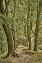 Trail in old park among roots and trees covered with moss, with green foliage.