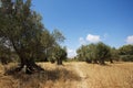 Trail in Open Field Royalty Free Stock Photo