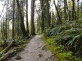 Trail Through Oregon Forest Park Royalty Free Stock Photo