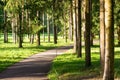 A trail in the park. A forest with trees and green leaves. Beautiful nature in summer. Royalty Free Stock Photo