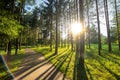 A trail in the park. A forest with trees and green leaves. Beautiful nature in summer. Royalty Free Stock Photo