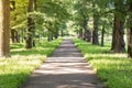 A trail in the park. A forest with trees and green leaves. Beautiful nature in summer. Royalty Free Stock Photo