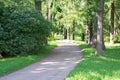 A trail in the park. A forest with trees and green leaves. Beautiful nature in summer. Royalty Free Stock Photo