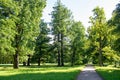 A trail in the park. A forest with trees and green leaves. Beautiful nature in summer. Royalty Free Stock Photo