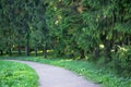 A trail in the park. A forest with trees and green leaves. Beautiful nature in summer. Royalty Free Stock Photo