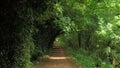 Trail, patch with trees along