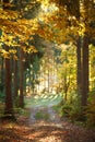 Trail path in coniferous deciduous forest park in autumn sun